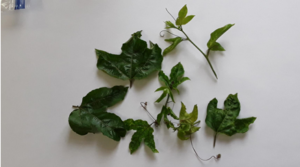  Leaf samples were collected from one of the cooperator farmer’s fields.  