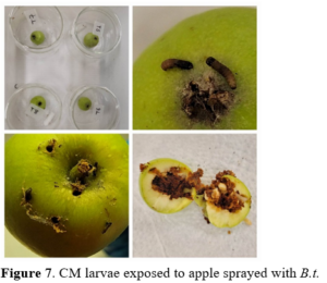 Figure 7. CM larvae exposed to apple sprayed with B.t.