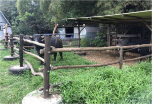 Three buffalo standing in wooden rail paddock. To the right a wooden milking stand sits below a metal roof.