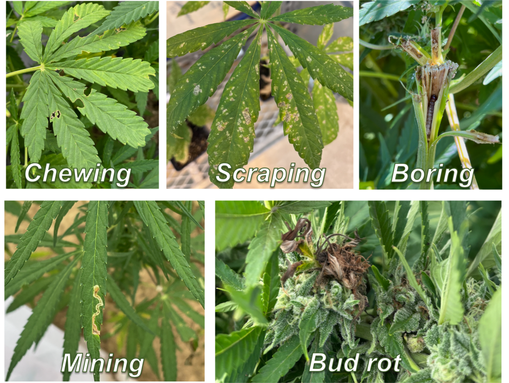 Insect Damages in Hemp