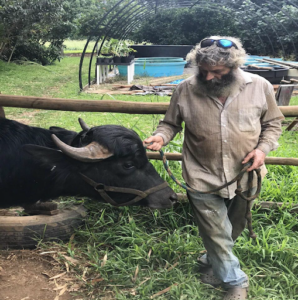 A water buffalo, only head in frame being led by Don Heacock by a halter attached to the buffalo's head.