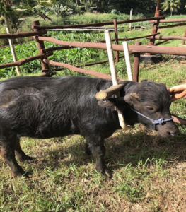 A young water buffalo fitted with a wooden yoke harness and halter, standing in a wood, fenced corral.