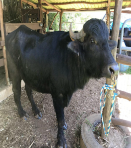 Water buffalo with a roughly 5 inch brass ring in his nose with lead connecting ring post.