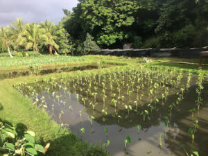Flooded taro fields below large tilapia tanks and other tree crops.