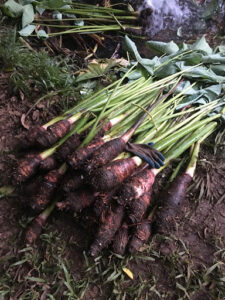 A pile of harvested taro lying on the grass with a glove on top for scale.