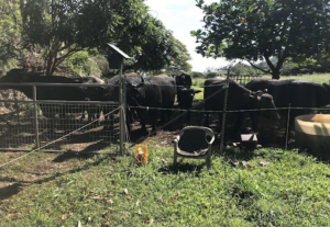 Sixteen water buffalo standing behind gate, single strand electric fencing, and water tank. A black box and solar panel sits on top of a t-post.