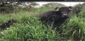 Water buffalo and young calf standing in tall grass, calf nearly hidden.