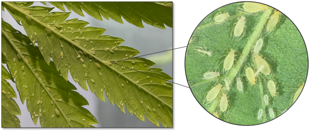 Figure 5. The Cannabis aphid (P. cannabis)