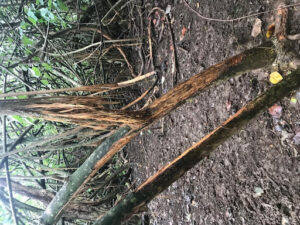 Bush stem with stringy outer bark pulled free exposing redish wood.
