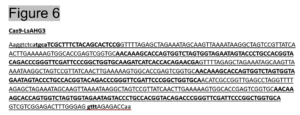 Figure 6. Sequence including sgRNAs for AHG3 for gene synthesis to use with the CRISPR/Cas9 system.