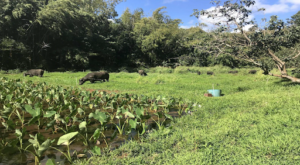 Small grassy paddock being grazed by buffalo behind taro growing in pond.