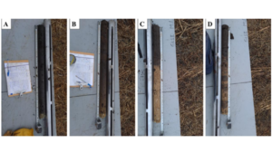 Representative soil cores from field sampling. A = offrow; B = pile; C = traffic; D = trench