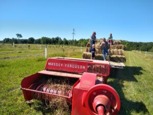 Bailing Hay from Intercropped Orchard 2022