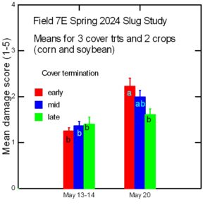 Slug damage to cash crop seedlings in the silty clay field at CMREC in 2024 as affected by cover crop termination timing.