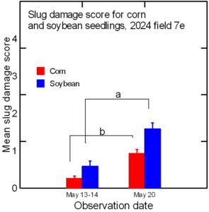 Slug damage to cash crop seedlings in the silty clay field at CMREC in 2024.