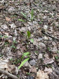 Ramps in 2024 from the WVU Woodlot sugar maple demonstration area