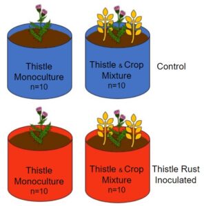 Greenhouse study design, where Canada thistle was inoculated with thistle rust or left non-inoculated. Nested within the inoculated treatments was competition, where Canada thistle was grown in monoculture or grown in a mixture with a 4-phase crop sequence.