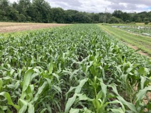 Corn standing back up