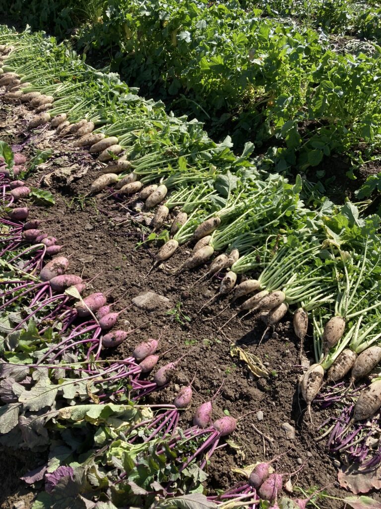 daikon radishes laid out to sort and top