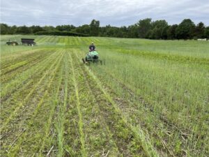 Mowing rye and weeds to reduce competition with corn