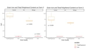 Figure 16. Winter wheat total polyphenols were significantly lower in the field with an ecological refuge while grain iron content was significantly higher in the field with a refuge