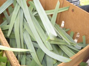 Healthy garlic tops to process into material