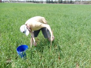 Taking forage height measurements