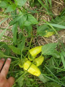 4 Yellow jalapeno-shaped and sized gypsy peppers forming on a single stem