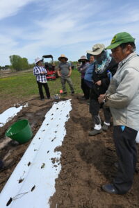 Planting day neutral strawberries with farmer participants at the Hmong American Farmers Association 