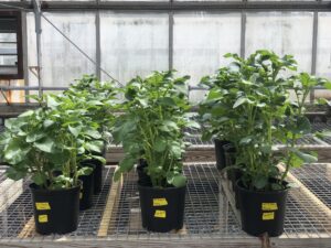 Plants growing in the initial greenhouse study arranged by disease inoculum and LSM rate (plants were randomized in the trial, and only arranged for the photo).