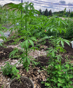 Early stages of hemp plants in research plot