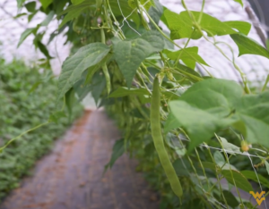 Green bean hanging from plastic trellis