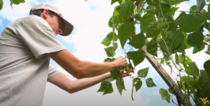 Male student picking green beans from slanted trellis 