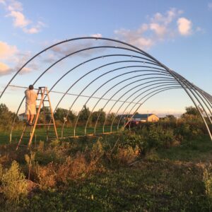 the high tunnel framing with the figs underneath