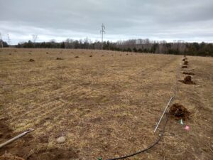 Composted manure staged at each planting hole April 2022