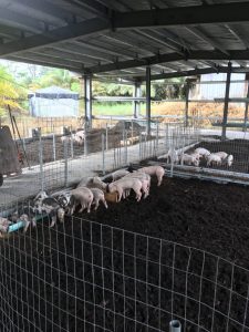 Swine Cooperative Aggregation Center