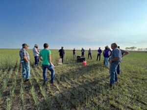 Discussing cover crop grazing impacts on water infiltration into soil.