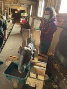 Dr. Scilllieri Smith standing behind a goat taking a fecal sample