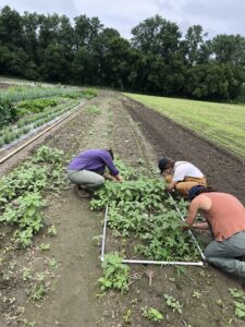 Three people in a farm field inspect and measure weeds in a research plot.