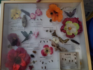 Image of Pollinator Box with fake flowers and pinned dead insects