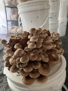 This is some crazy shiitake!