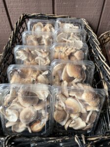 Packaged and ready to distribute shiitake