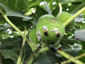 Photo of Mealybug Destroyer beetles eating mealybugs on an immature fig. The beetle is small and dark brown with an orange head and tail. 
