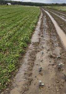CLMS vs. bare soil after heavy rain. 