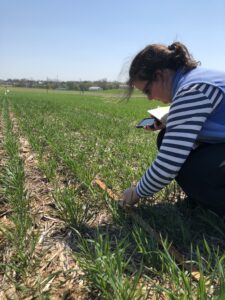 Spelt stand assessment