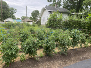 tomato plants with compost