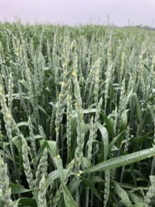 Flowering spelt