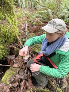 Showing how to identify turkey tail