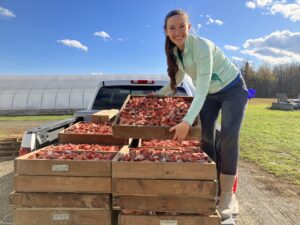 Lobster shells before grinding for the greenhouse trial.