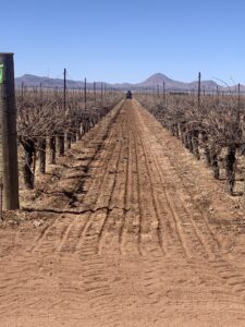 lordsburg seeding